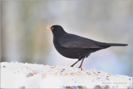 <p>KOS ČERNÝ (Turdus merula) /Common blackbird - Amsel/</p>
